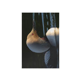 Pacific Loon — Fine Art Postcard
