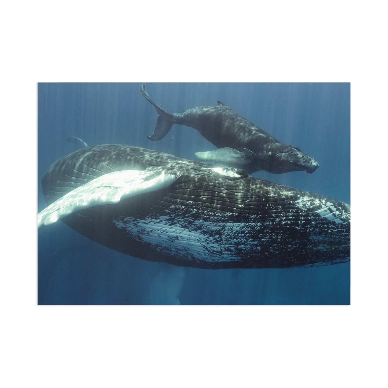 Side by Side — Fine Art Postcard