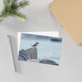 Belted Kingfisher — Fine Art Postcard