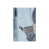 Belted Kingfisher — Fine Art Postcard
