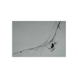 The Web Weaver — Fine Art Postcard