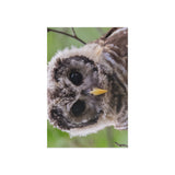 Barred Owlet — Fine Art Postcard