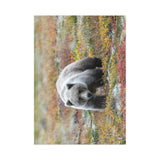 Autumn Tundra Grizzly — Fine Art Postcard