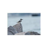 Belted Kingfisher — Fine Art Postcard