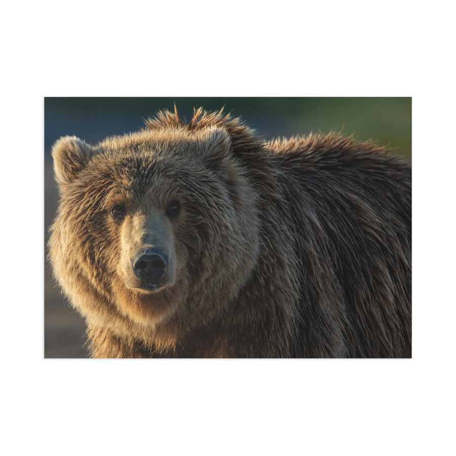 Golden Hour Grizzly — Fine Art Postcard