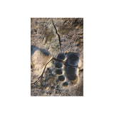 Fresh Tracks — Fine Art Postcard