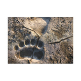 Fresh Tracks — Fine Art Postcard