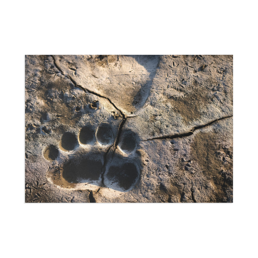 Fresh Tracks — Fine Art Postcard