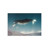Weightless — Fine Art Postcard