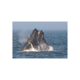 Lunge Feeding — Fine Art Postcard