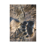 Fresh Tracks — Fine Art Postcard