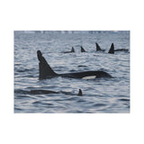 Orca Pod — Fine Art Postcard