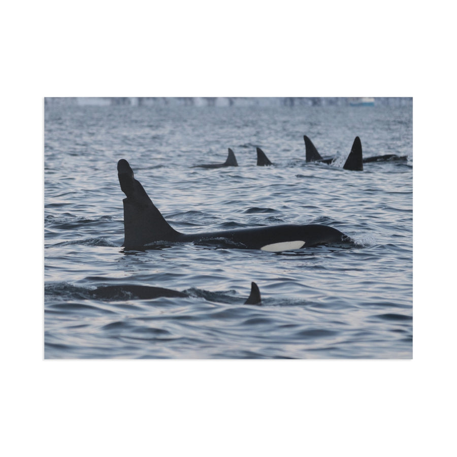 Orca Pod — Fine Art Postcard