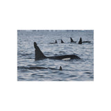Orca Pod — Fine Art Postcard