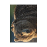 Golden Hour Grizzly — Fine Art Postcard