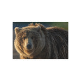 Golden Hour Grizzly — Fine Art Postcard