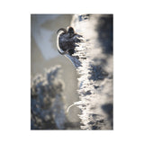 Bison in Frost — Fine Art Postcard