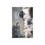Bison in Frost — Fine Art Postcard
