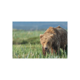 Grazing the Sedge Flats — Fine Art Postcard