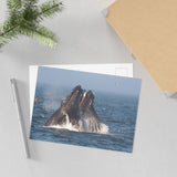 Lunge Feeding — Fine Art Postcard