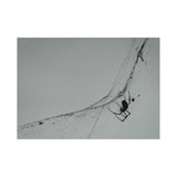 The Web Weaver — Fine Art Postcard