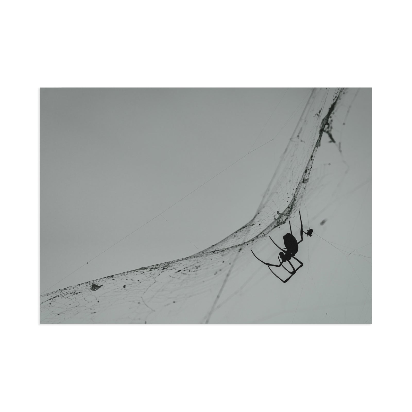 The Web Weaver — Fine Art Postcard