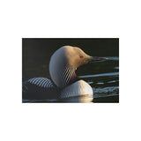 Pacific Loon — Fine Art Postcard