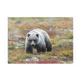 Autumn Tundra Grizzly — Fine Art Postcard