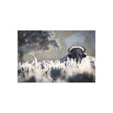Bison in Frost — Fine Art Postcard