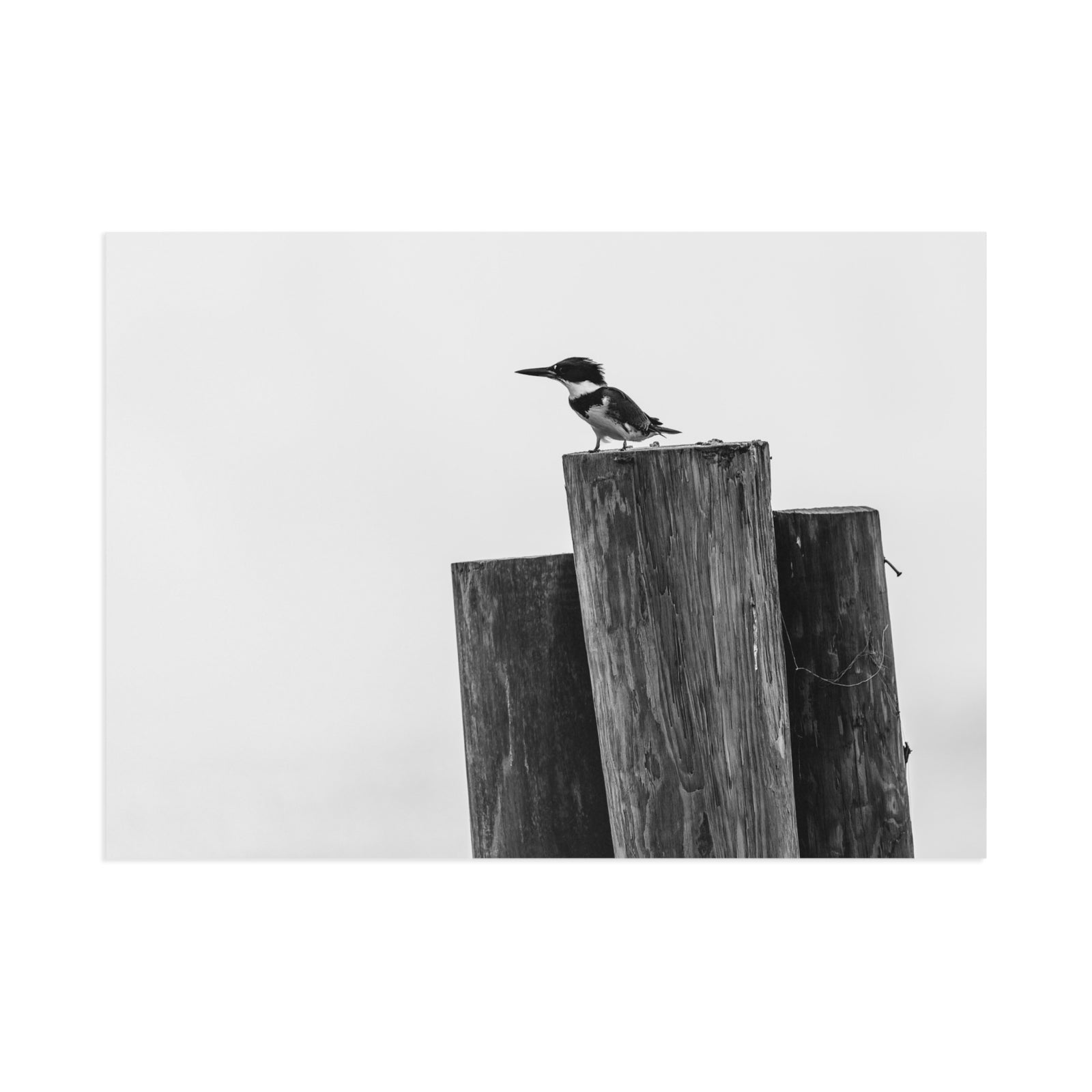 Kingfisher in Black and White — Fine Art Postcard