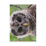 Barred Owlet — Fine Art Postcard