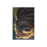 Golden Hour Grizzly — Fine Art Postcard