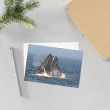 Lunge Feeding — Fine Art Postcard