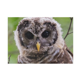 Barred Owlet — Fine Art Postcard