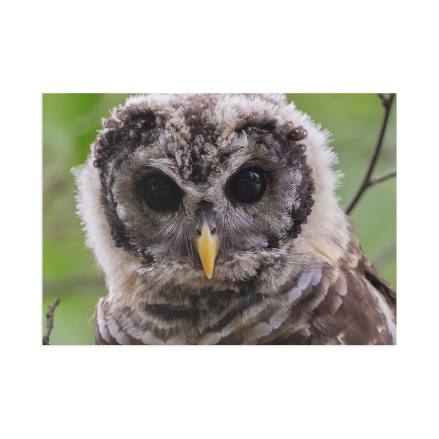 Barred Owlet — Fine Art Postcard