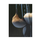 Pacific Loon — Fine Art Postcard