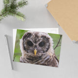 Barred Owlet — Fine Art Postcard