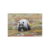 Autumn Tundra Grizzly — Fine Art Postcard