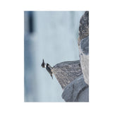 Belted Kingfisher — Fine Art Postcard