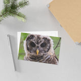 Barred Owlet — Fine Art Postcard