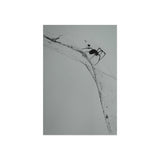 The Web Weaver — Fine Art Postcard