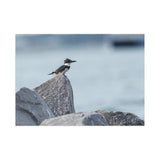 Belted Kingfisher — Fine Art Postcard