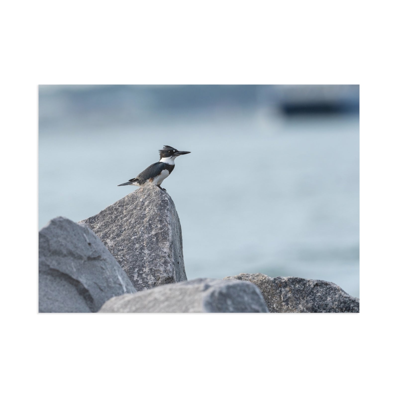 Belted Kingfisher — Fine Art Postcard