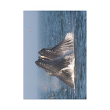 Lunge Feeding — Fine Art Postcard