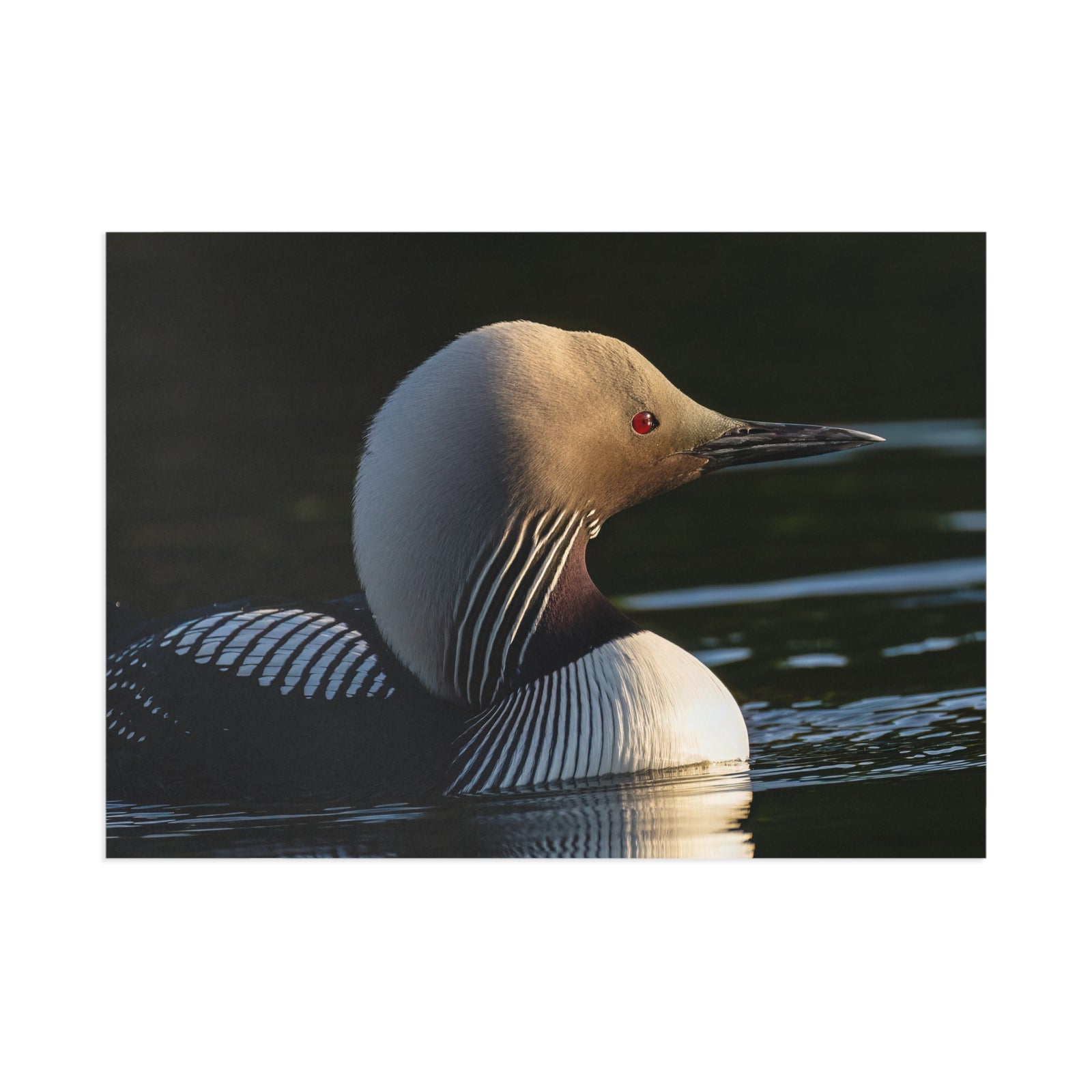 Pacific Loon — Fine Art Postcard
