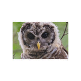 Barred Owlet — Fine Art Postcard
