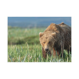 Grazing the Sedge Flats — Fine Art Postcard