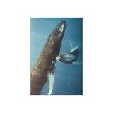 Mother and Calf — Fine Art Postcard