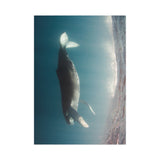 Weightless — Fine Art Postcard