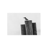 Kingfisher in Black and White — Fine Art Postcard